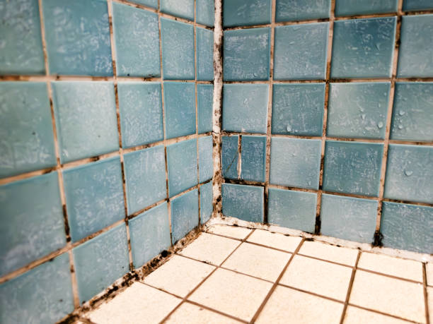 Best Emergency Mold Remediation  in Pomona, CA